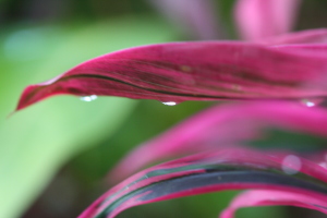 Pink leaves