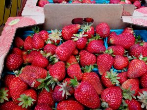 gleaning strawberries