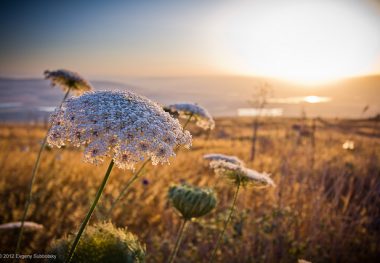 Shavuot Is A Time For Next Steps