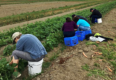 farm gleaning and volunteering with JFS